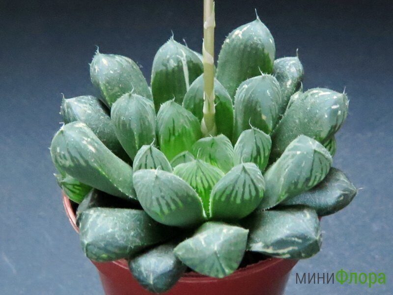 Хавортия Haworthia cooperi var truncata Giant Form Variegata