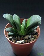 Хавортия (Haworthia) 'Colvir'