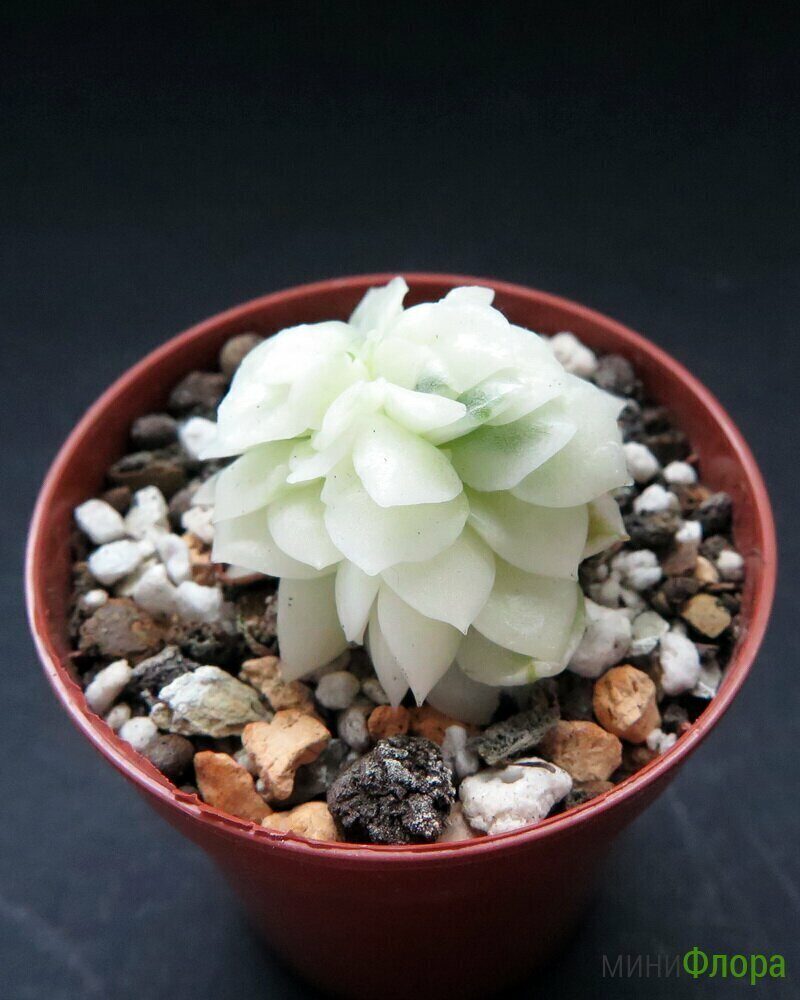 Эхеверия (Echeveria) agavoides Cristata Variegata