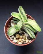 Гастерия (Gasteria) gracilis var. minima 'Yellow Variegata'