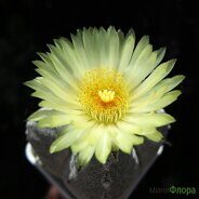 Астрофитум (Astrophytum) myriostigma 'Onzuka quadricostata'