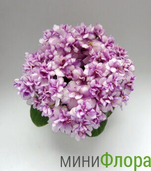 Балчуг Розмалин фиалка химера