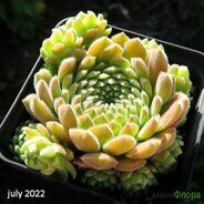 Молодило (Sempervivum) 'Pacific Rim'