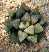 Хавортия (Haworthia) 'Freckles'