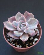 Граптоверия (x Graptoveria) 'Mrs. Richards'