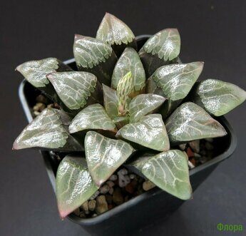 Хавортия (Haworthia) bayeri GM 264 hybrid