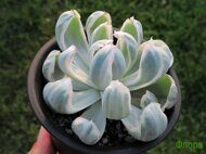 Эчеверия (Echeveria) 'Berkeley variegated'