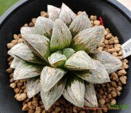 Хавортия (Haworthia) 'Hakuseijyo'