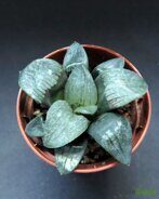 Хавортия (Haworthia) 'Gekkou'