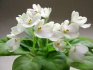 Н-Подснежник фиалка